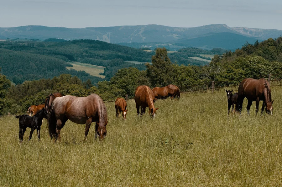 All inclusive wellness pobyt v Krkonoších